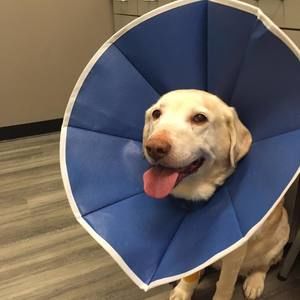 Meet your Posher, Marshall